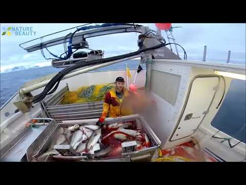 Amazing Automatic Lines, Catching and Processing Fish Right on Ship, Big Catch in The Sea   YouTube