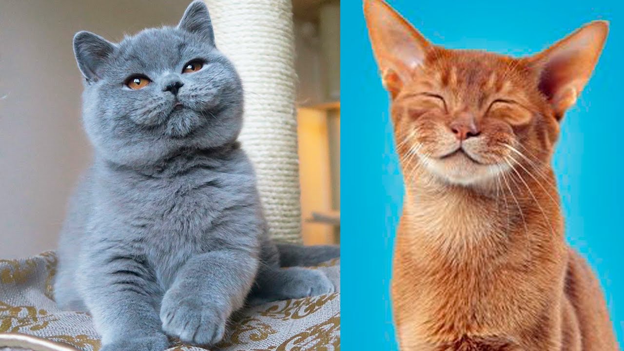 The CUTEST CAT BREEDS In The World 🐱