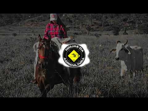 Ô Lá na Roça - Felipe e Murillo ft. Ana Castela (Ninjas da Agricultura)