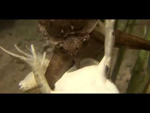 A giant water bug attacks and eats a frog, a snake...