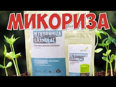 Микориза Купить В Спб
