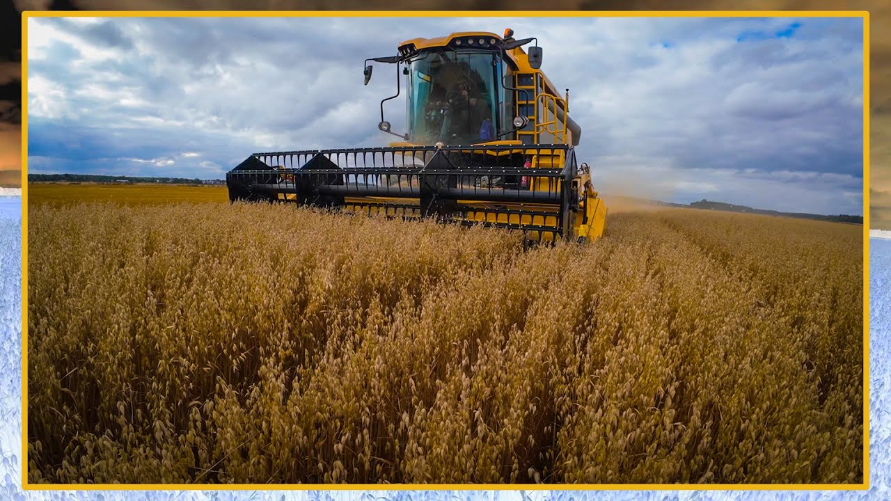 Virallinen Sampo Comia C 10 puintivireo