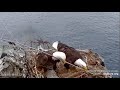 Two Harbors Eagle Cam: Cholyn and Chase Work Together. 19 Jan 2024