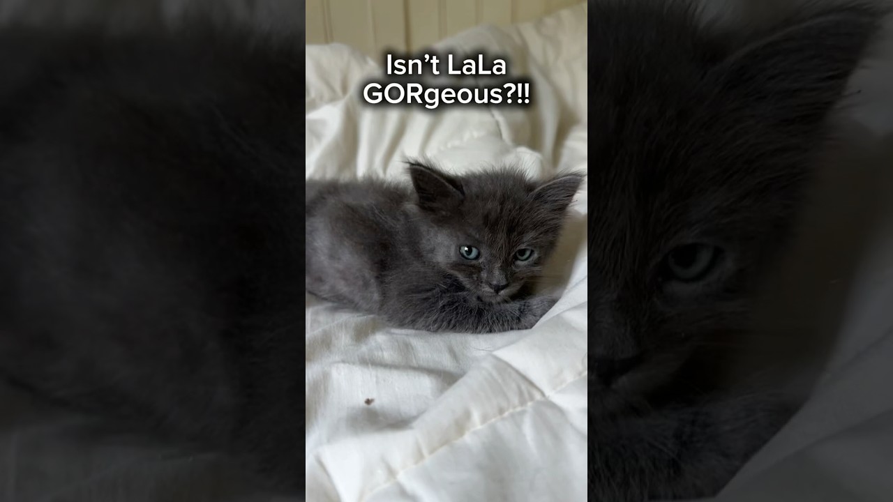LaLa (Nebelung) baby Long fur (see video), an adopted Nebelung in Port Orange, FL video 5/5