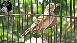 Download lagu jelas NYAUT dan GACOR apabila branjangan anda dengar suara branjangan ini|dunia burung indo mp3 Download lagu jelas NYAUT dan GACOR apabila branjangan anda dengar suara branjangan ini|dunia burung indo mp3