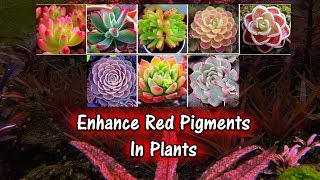 This One Tip Can Help Your House Plants Be More Colorful *Read Description
