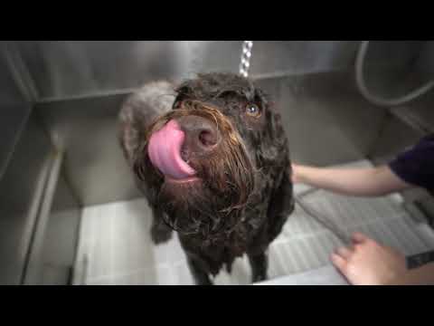 Rare dog breed you don't know exists | Doodle hate explained