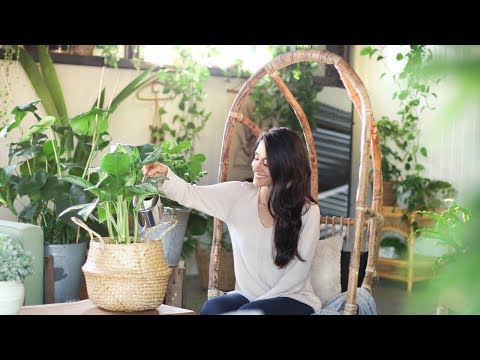 Houseplant Care Basics to Help You Grow Healthy Plants