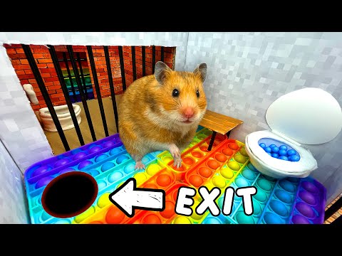 🐹 Hamster Escapes the Pop It Maze for Pets in real life 🐹 in Hamsters Show