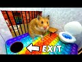 🐹 Hamster Escapes the Pop It Maze for Pets in real life 🐹 in Hamsters Show