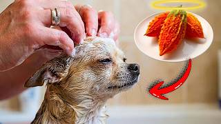 UMA FRUTA POUCO CONHECIDA QUE PODE CURAR VÁRIOS PROBLEMAS DE PELE DOS CÃES