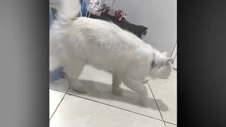 Download lagu SUARA KUCING BETINA BIRAHI MEMANGGIL JANTAN | Ciri - Ciri Kucing Birahi mp3 Download lagu SUARA KUCING BETINA BIRAHI MEMANGGIL JANTAN | Ciri - Ciri Kucing Birahi mp3