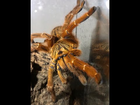OBT babies and there removal