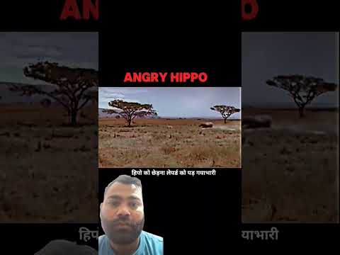 Hippo V's leopard#trending shorts #wildlife #animals #hipo#short clips#skvlogs102