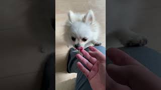 テンションの高いポメラニアン　くるみ4
