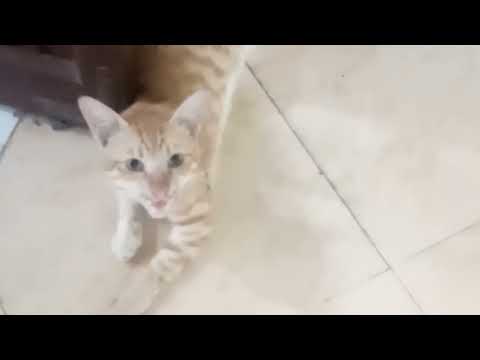 cats, kittens,billyan,bayan