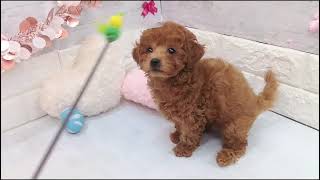 トイプードルの動画01
