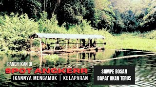 Download lagu HARVESTING FISH IN A HAUNTED SPOT | UNTIL YOU'RE TIRED OF CATCHING FISH | FISHING MANIA mp3 Download lagu HARVESTING FISH IN A HAUNTED SPOT | UNTIL YOU'RE TIRED OF CATCHING FISH | FISHING MANIA mp3