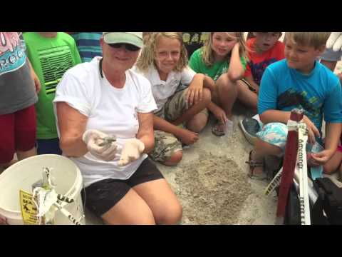Loggerhead Sea Turtle Nest Excavation