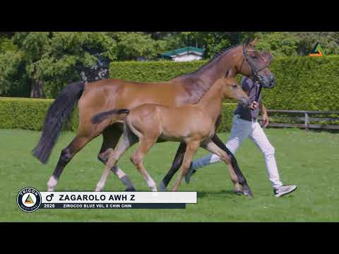 14. Zagarolo AWH Z, colt by Zirocco blue VDL