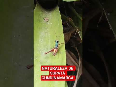 NATURALEZA DE SUPATÁ CUNDINAMARCA