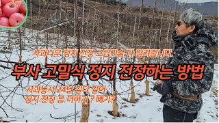 사과나무 전지  가지치기 부사  고밀식 정지 전정하는방법  [사과재배방법]