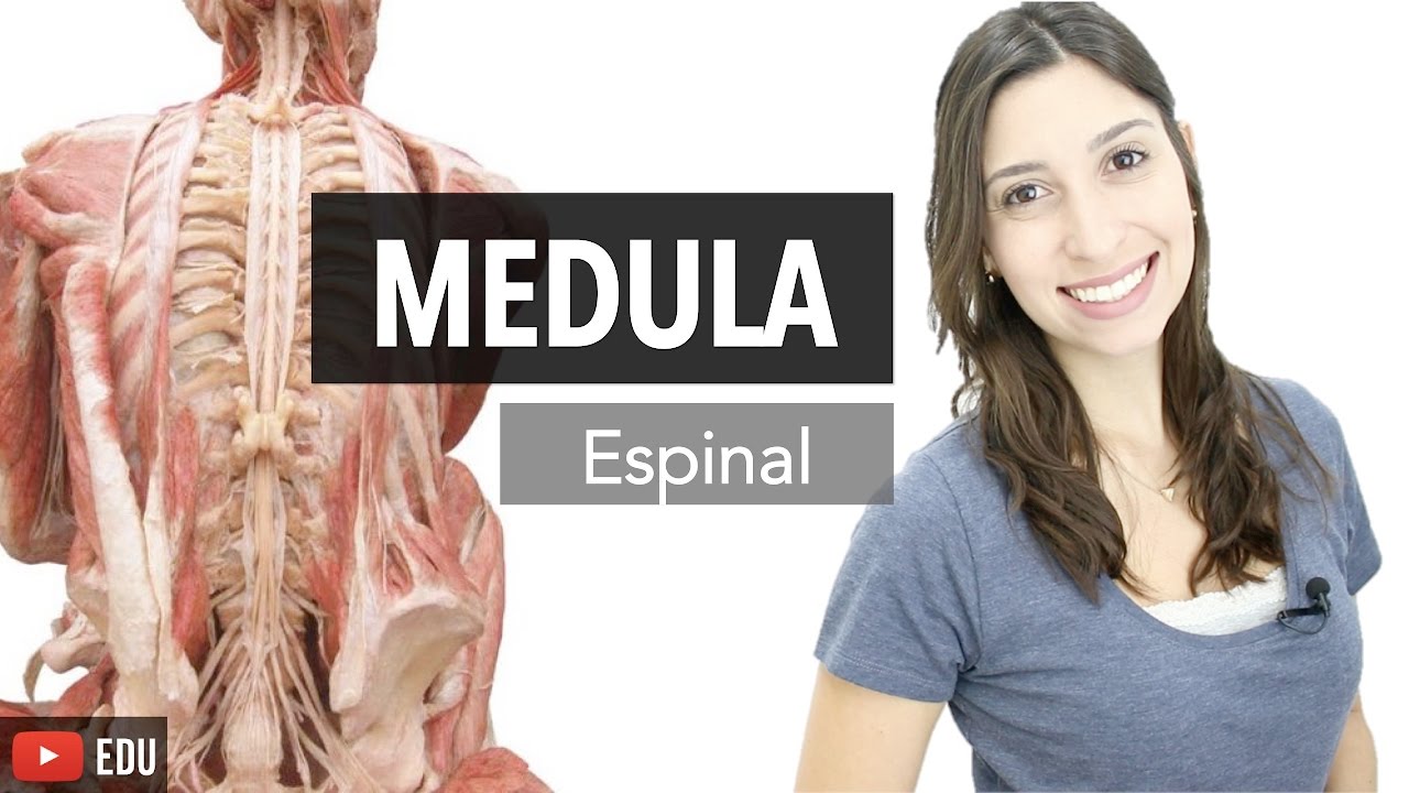 Sistema Nervoso 3/6: Medula Espinal | Anatomia e etc.