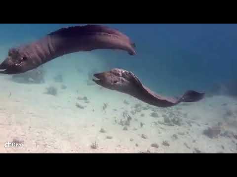 Moray Eels Fight to the Death!
