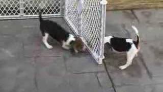 BEAGLE FUNNY PUPPIES
