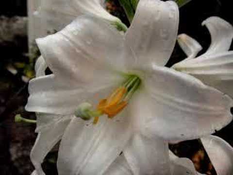 download lagu mp3 mp4 Bambino Io Bambino Tu, download lagu Bambino Io Bambino Tu gratis, unduh video klip Bambino Io Bambino Tu