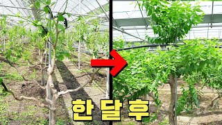 대추대과를 만드는 노하우ㅣ3차 가지 수확 ㅣ통풍의 중요성ㅣ대추나무 정지전정