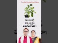మీ ఇంట్లో బిల్వ వృక్షం దానంతట అదే పెర�