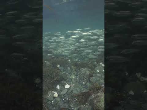 Momento Marinho Mágico: Mergulhadores são varridos na Escola de Arenque do Pacífico!