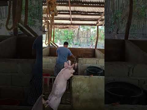 hungry piggies #pigindustry #animals #pigfeed #pigbreeding #farming101 #pig #hogger #pigfarming