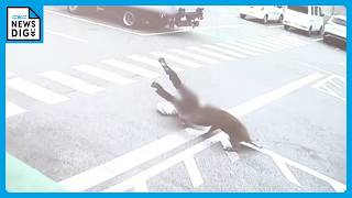 ｢犬かと思ったらイノシシだった｣ 執拗に襲い続け…男性4人を次々と 専門家も驚き｢人を食べ物とは認識していない｣ 愛知･豊田市