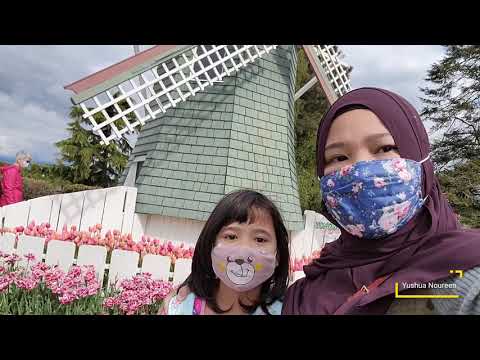 Tulip festival 2021 at Roozengaarde Mt.Vernon,Washington USA.