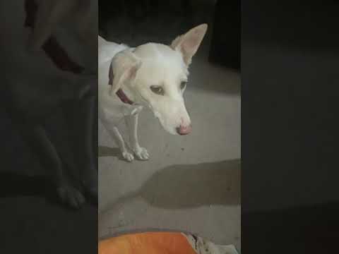 miku dogs kavala chudandi