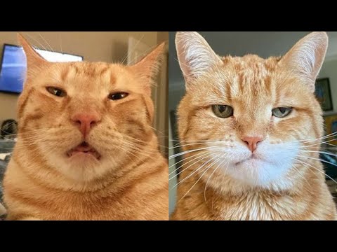😂😹 The Most Epic Cat Fails Compilation You Need to See! 🤣😹