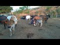 Tirando Leite Das Vacas No Curral Pela Manhã Enquanto Os Bezerros Mamam Na Seção Mamação