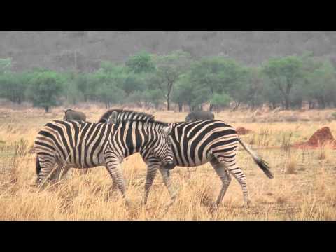 [FULL HD] Zebras fight in the Waterberg Mountains