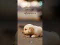 Dstudio Ilaiyaraaja Maestro Aalolam Paadi Song Lyrics Whatsapp Status Video