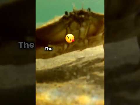 moken  | rare peoples of the earth 🌍 #moken #rare #fact #gk #oceanpeople