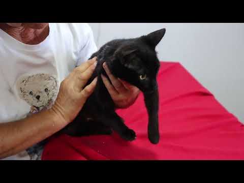 Vídeo de LUZ