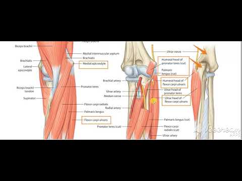 Flexor carpi ulnaris 2