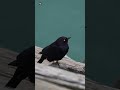 Bird Sounds ( The best bird song ) ( Blackbird )