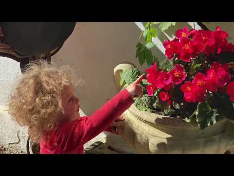 moments of beautiness - butterfly song feeling