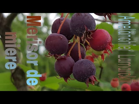 Pom de Stafide, Merisor de miere sau Afin Canadian Fructe coapte  Gard viu Livada Bio VALEXi TV e37