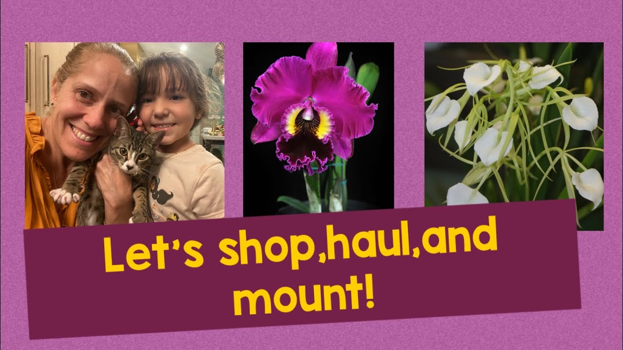 A little bit of everything! Let’s shop for orchids , let’s see the haul and mount my orchids!!
