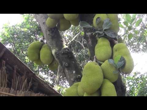 amazing vaegetable on hydroponic and fruit farming system 26