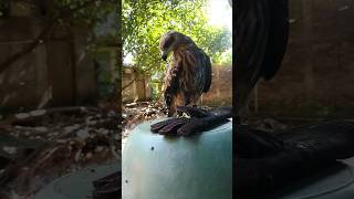 Download lagu Cara melatih elang agar nyaman di glove #elang #hewanpeliharaan #burungelang #duniahewan mp3